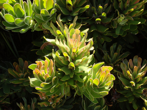 Kirstenbosch National Botanical Garden.